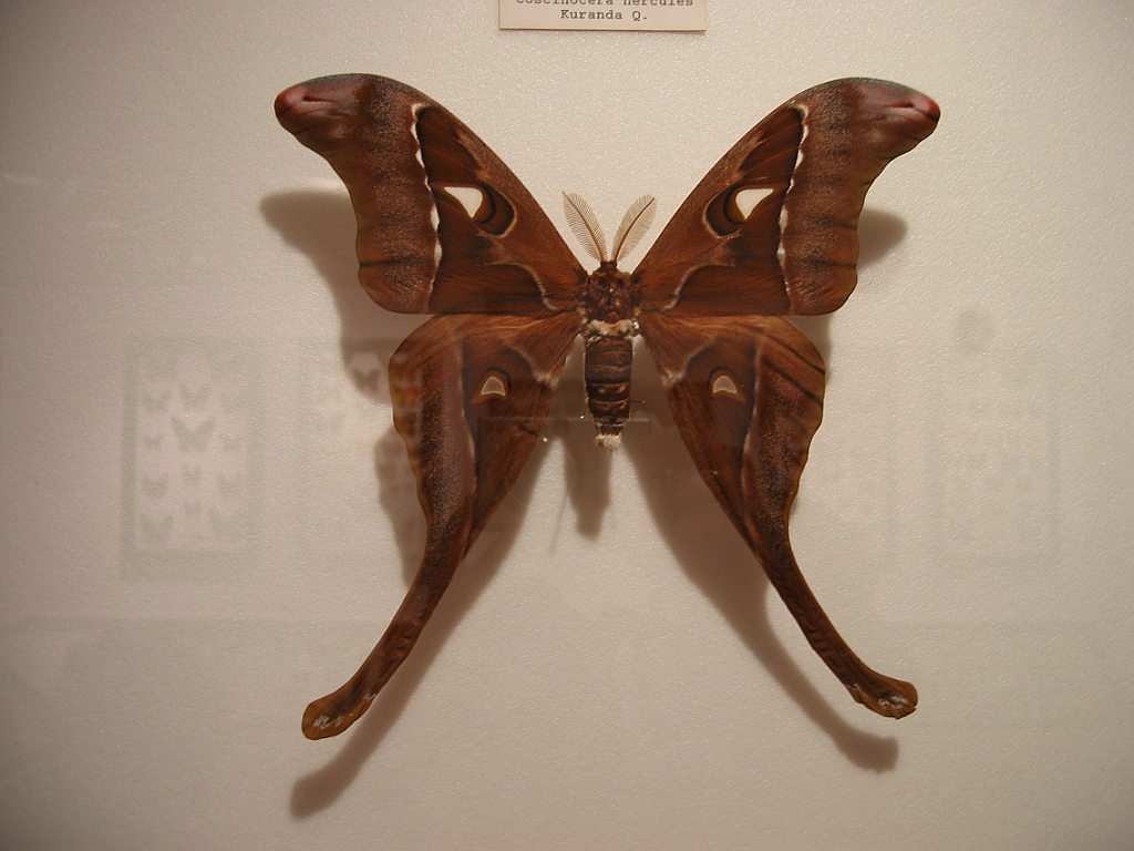 063 Kuranda Butterfly Sanctuary.jpg